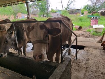сухое молоко для животных: Продаю | Корова (самка) | Симментальская | Для разведения, Для молока | Племенные, Стельные, После отела