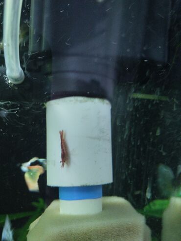 Рыбы: Гуппи 35с меченосцы от 50 с анцитрусы мальчики взрослые по 300с — 5