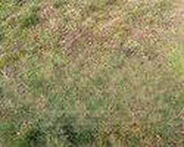 oval: BRANIK ZA FORD KA OD 1996. DO 2008. GOD. | prednji branik kompletan — 3