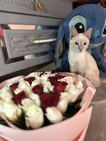 сколько стоит сиамский кот: Сиамская, 6 месяцев, Мальчик, Белый, Метис, Приучена к лотку, Проглистована — 3