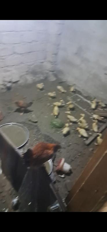 qaz və ördək: Satışda: ördək balaları (paçka) yalniz vatsaba yazın 17 ed - Şəkildə — 1