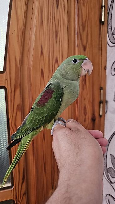 balaca pisik satisi: Aleksandr (parrot) cinsiyyəti dişidir əl quşudur– yaşıl tonlarda, uzun — 2