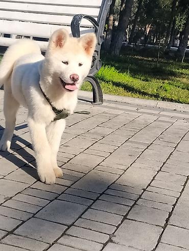 ləzgi iti: Akita-inu — 1