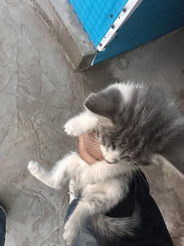 Отдам даром кошку: 1 месяц, Девочка, Приучена к лотку — 3