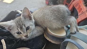 котята шиншиллы: Отдам котят в добрые руки. мама британка. игривые кушают всё — 3