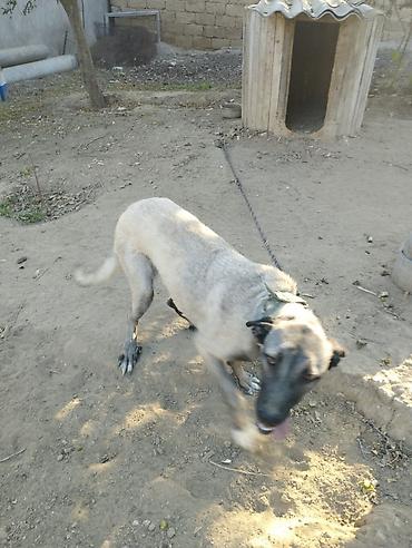 kangal satilik: Kanqal, 9 ay, Dişi — 6