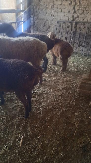 Бараны, овцы: Продаю | Овца (самка) | Для разведения | Ярка — 13