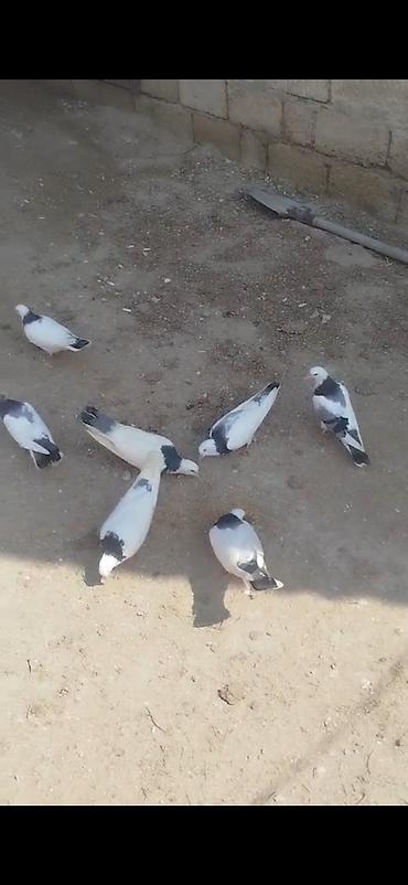 inek satislari: Salam.Alekum 7eded boynugullu satilir tergizilir hamsi bir nesildi — 1