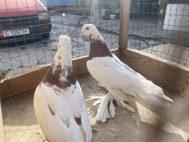 Другие с/х животные: Породные голуби с «чубом» и мощным зобом (дутыши/крякуны), окраска — 4