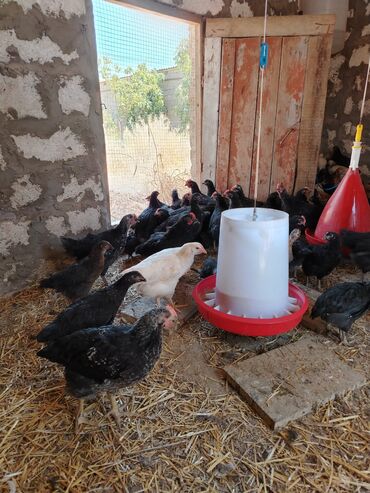 coban iti satilir: 2 Ayliq cuceler satilir Qiymet 5 az