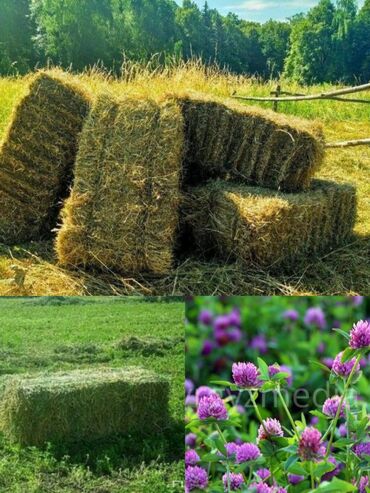 корм для кошки: Продаю тюк Цена - договорная Адрес - Село Манас жолдун четинде