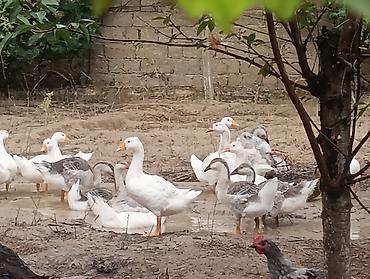 kirpi satisi: Erkək, | Linda, Damazlıq, Ödənişli çatdırılma — 2