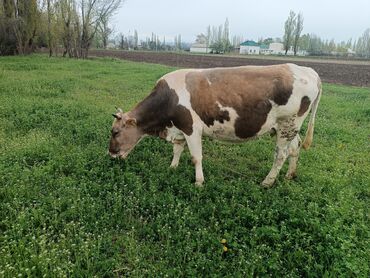 Животные: Продаю | Корова (самка) | Алатауская | Для молока | Племенные, Стельные