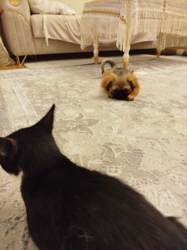 it ucun qurd dermani: Pekines, 7 ay, Erkek, Peyvəndli, Ünvandan götürmə, Ödənişli çatdırılma
