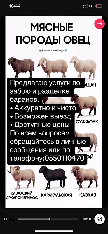прием пэт: Услуги по забою и разделке баранов. - Аккуратно и чисто - Возможен — 1
