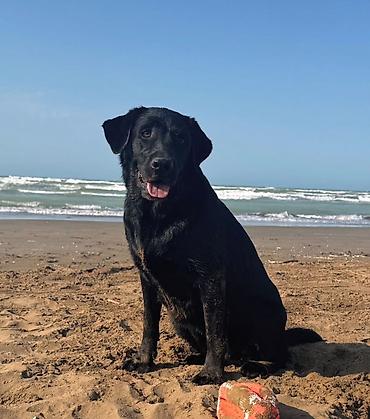 Labrador-retriver, 2 ay, Dişi, Ödənişli çatdırılma