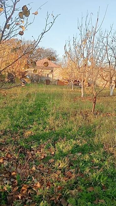 Torpaq sahələrinin satışı: 6 sot, Kənd təsərrüfatı, Makler, Kupça (Çıxarış) — 6