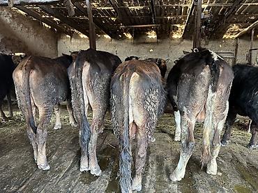 Коровы, быки: Продаю | Бык (самец) | На откорм — 9