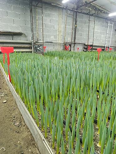 Цветы и букеты: Тюльпаны от производителя - Выгонка тюльпанов в собственных теплицах at lalafo.kg — 1 Цветы и букеты: Тюльпаны от производителя - Выгонка тюльпанов в собственных теплицах — 1