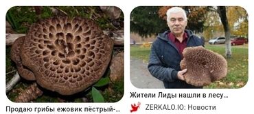 грибы лисички: Козу карындар Дүңүнөн, Өзү алып кетүү
