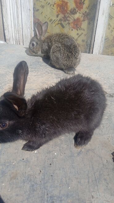 Грызуны: Продаются крольчата породы микс возраст 1, 5 месяцев цена 500 сом