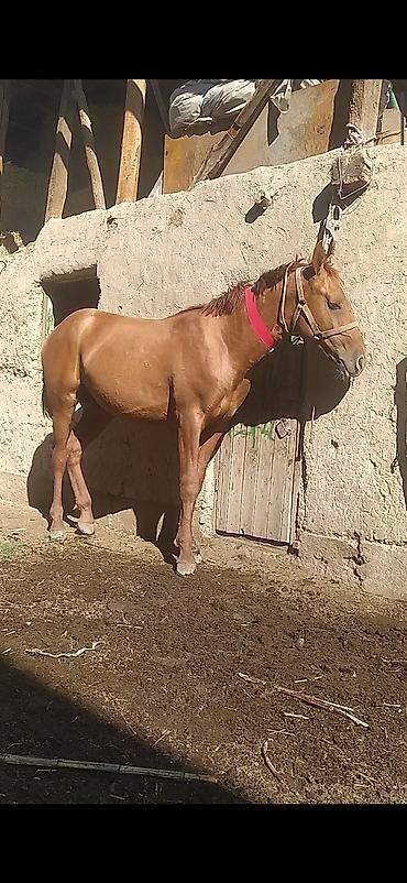 2жаш кунан: Продаю | Жеребец | Дончак | Для разведения — 4