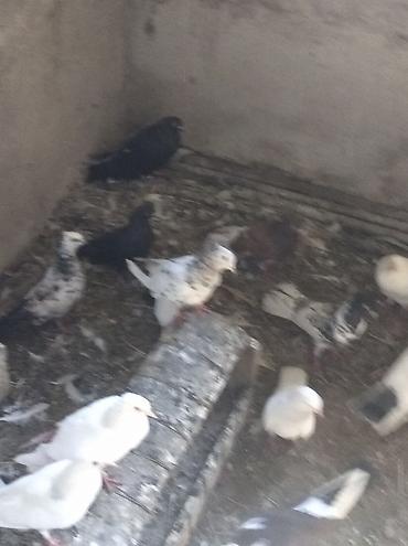 göyərçin şəkli: Salam Göyərçinlər Kom satılır,tək tək fərqli olacaq qiyməti. Yarisi — 5