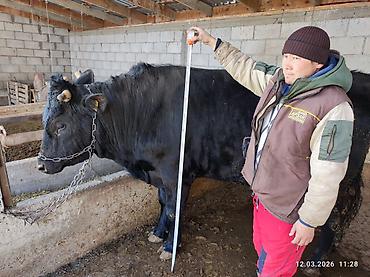 Коровы, быки: Продаю | Бык (самец) | Швицкая — 6