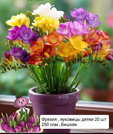 Герани и пеларгонии: Пеларгонии (герани) сортовые — детки в стаканчиках. Доступные сорта — 27