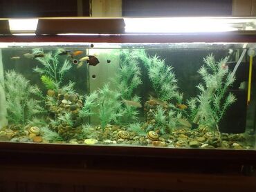 filter akvarium: Akvarium, eni 30 uzunu 95 hundurluyu 30 sm. Baliqlar satilmir