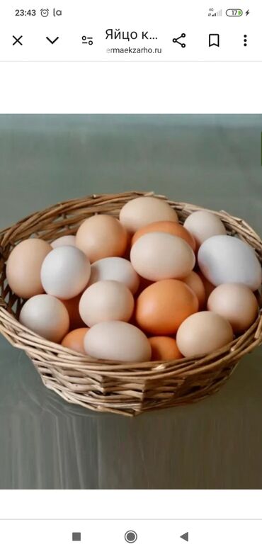 Молочные продукты и яйца: Продаю яйцо домашнее