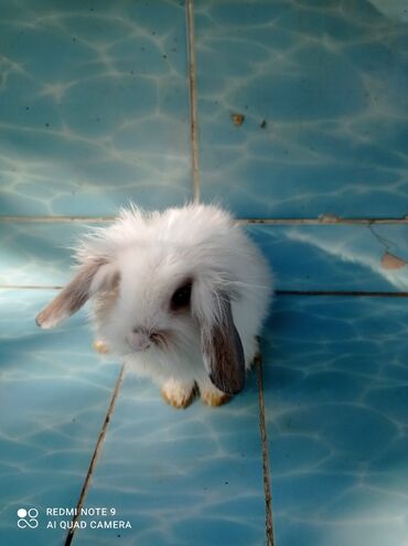 Декоративные кролики: Карликовые декоративные крольчата по 1200 сом — 8
