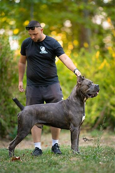 Psi: Dostupni za rezervaciju stenci Cane Corso iz registrovane — 24
