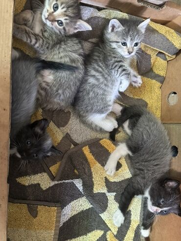 купить вислоухого котенка в бишкеке: Отдам даром котят