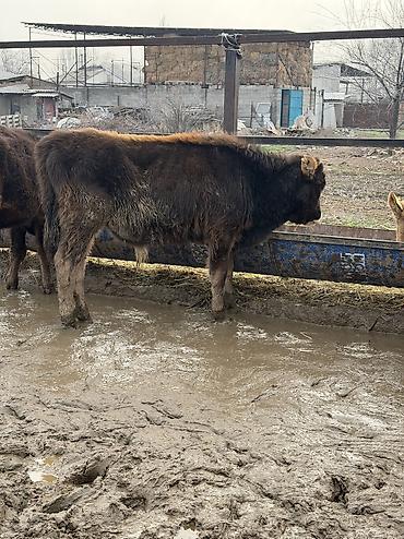 Коровы, быки: Продаю | Бык (самец) at lalafo.kg — 8 Коровы, быки: Продаю | Бык (самец) — 8