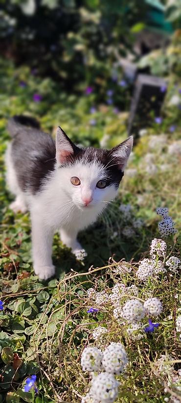 бесплатный котёнок: Кошка даром: Беспородная, 2 месяца, Мальчик, Приучена к лотку, Проглистована — 5