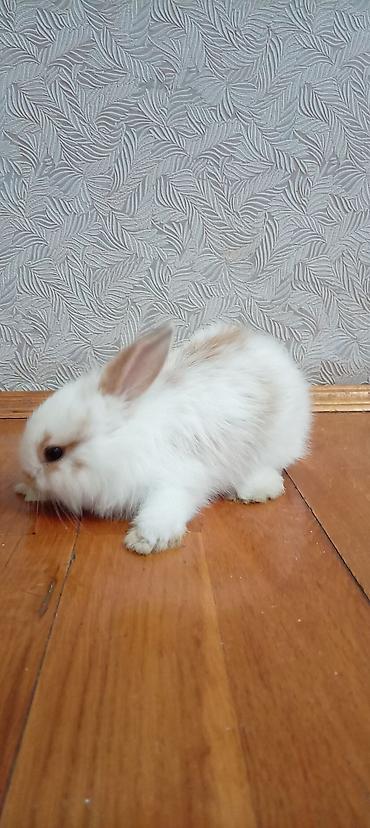 большая клетка для кролика: Mini lop dovşan balası satılır. 15 azn — 3