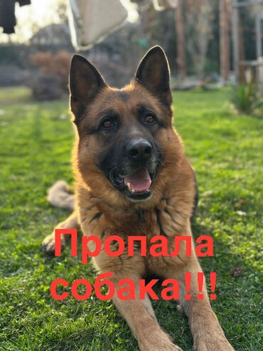 час пик такси сокулук номер телефона: 2 недели назад потерялся собака порода немецкая овчарка, кобель