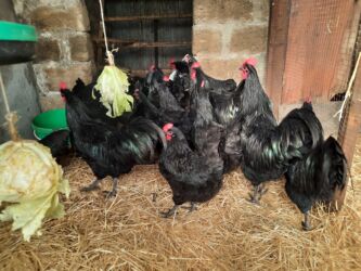 Inəklər, öküzlər: Toyuq, Australorp, Damazlıq, Ödənişli çatdırılma