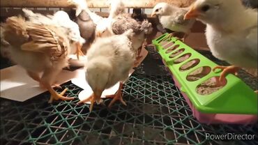 бойцовые птицы: Продаю 2х недельных цыплят. Вакцинированные. Есть 150 шт