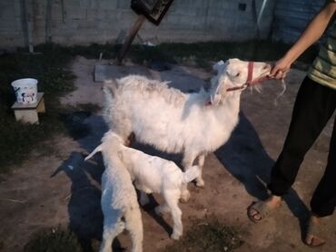 ferrari ff в Кыргызстан | СУМКИ: Продаю | Коза (самка), Козёл (самец), Козлёнок | Зааненская | На забой, Для разведения, Для молока | Племенные