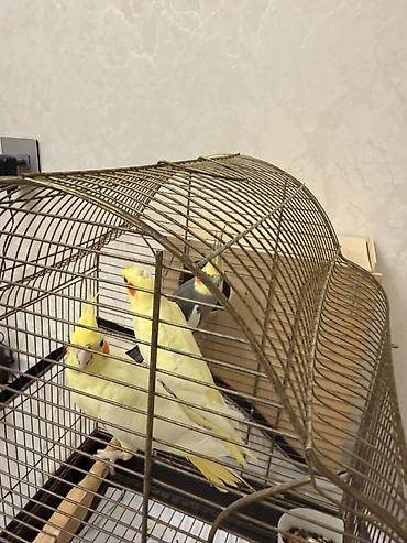 inək balalı: Nimfa (Cockatiel) papuqayları – evdə saxlanılan dekorativ quşlar - — 4