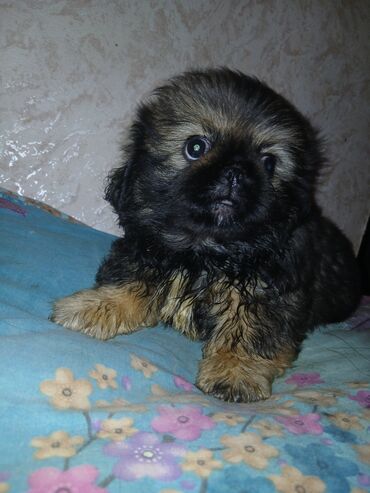 itler: Pekines
