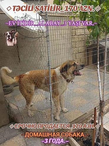 balaca ev itleri ve qiymetleri: Alabay, 3 il, Peyvəndli — 1