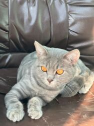 Pişiklər: Şotland, Erkək, Yaxşı əllərə, Ünvandan götürmə, Ödənişli çatdırılma, Rayonlara çatdırılma -da lalafo.az — 12 Pişiklər: Şotland, Erkək, Yaxşı əllərə, Ünvandan götürmə, Ödənişli çatdırılma, Rayonlara çatdırılma — 12