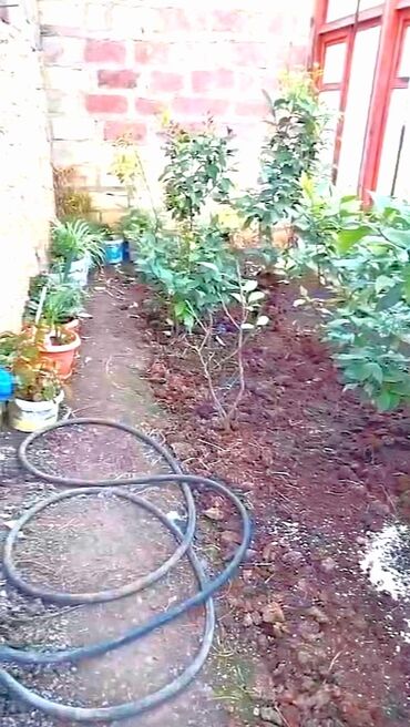 Həyət evləri və villaların satışı: 3 otaqlı, 670 kv. m, Kredit yoxdur, Orta təmir — 21