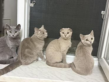 samoyed satisi: Britan, Dişi, Yaxşı əllərə, Ödənişli çatdırılma — 1