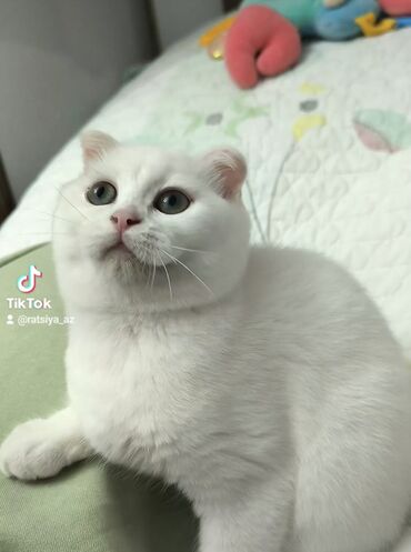 profil ucun pişik şekilleri: Tam sağlam toppuş bala . Ağ fərqli gözləri olan sallaq qulaq şotland at lalafo.az profil ucun pişik şekilleri: Tam sağlam toppuş bala . Ağ fərqli gözləri olan sallaq qulaq şotland