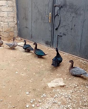 Digər quşlar: Orginal Alman Sortu Lal Ordek. 5 Ayına keçiblər. Şəkilləri çevirib — 2