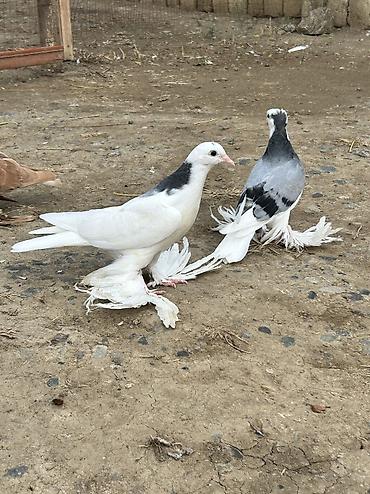 ag goyərcin: Cüt baladılar sağlam heyvanlardı ağ olan tayı erkək göy olan tayı — 3